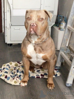 Photo №1. american bully - for sale in the city of Annan | 1304$ | Announcement № 87337