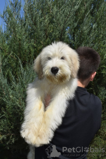 Photo №1. south russian sheepdog - for sale in the city of Krasnodar | 276$ | Announcement № 24698