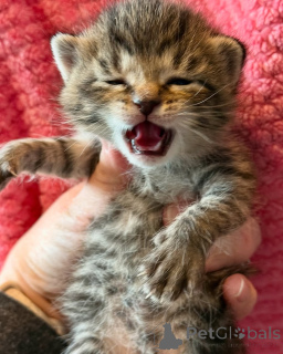 Photo №2 to announcement № 150621 for the sale of bengal cat - buy in Germany from the shelter, breeder