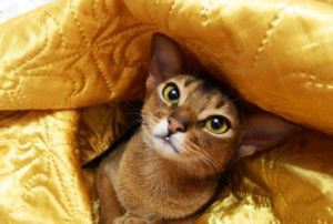 Photo №2 to announcement № 1075 for the sale of abyssinian cat - buy in Ukraine breeder