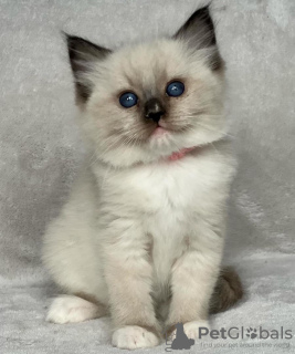 Photo №1. ragdoll - for sale in the city of New York | 280$ | Announcement № 105104