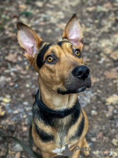 Photo №1. non-pedigree dogs - for sale in the city of Moscow river | Is free | Announcement № 161437