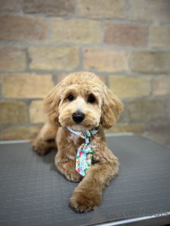 Photo №3. Maltipoo beautiful puppies for sale. Serbia