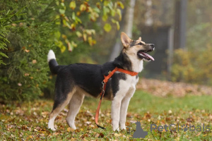 Photo №4. I will sell non-pedigree dogs in the city of Москва. private announcement - price - Is free