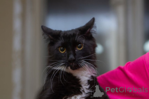 Photo №1.  - for sale in the city of Minsk | Is free | Announcement № 162273