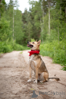 Photo №3. Betty is the same, your perfect dog with which is just good. Russian Federation