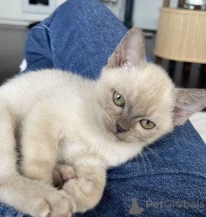 Photo №1. burmese cat - for sale in the city of Vienna | 317$ | Announcement № 88505