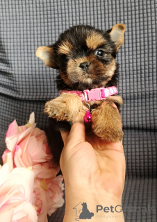 Photo №1. yorkshire terrier - for sale in the city of Moscow river | 501$ | Announcement № 164508