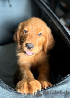 Photo №3. Golden Retriever Welpen ze verkafen. Luxembourg