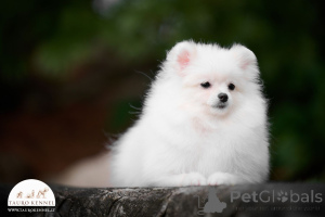 Photo №1. pomeranian - for sale in the city of Kaunas | 1135$ | Announcement № 159517