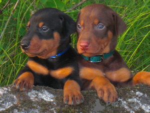 Photo №1. dobermann - for sale in the city of Warsaw | negotiated | Announcement № 133977