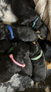 Photo №1. welsh terrier - for sale in the city of Boat | 787$ | Announcement № 140486