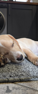 Photo №3. charming tricolor Beagle. Netherlands