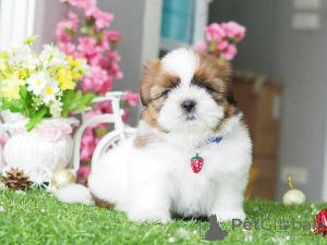 Photo №1. shih tzu - for sale in the city of Bad Homburg Vor Der Höhe | negotiated | Announcement № 166404
