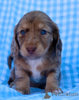 Photo №1. dachshund - for sale in the city of Galway | negotiated | Announcement № 155076