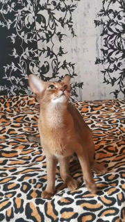 Photo №2 to announcement № 5173 for the sale of abyssinian cat - buy in Belarus private announcement, from nursery, breeder