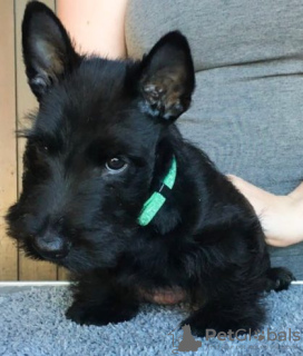 Photo №1. scottish terrier - for sale in the city of Freiburg im Breisgau | negotiated | Announcement № 132320