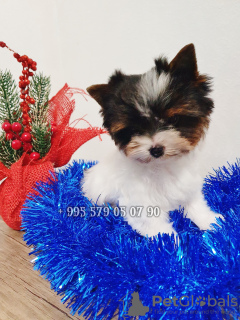 Photo №1. beaver yorkshire terrier - for sale in the city of Tbilisi | negotiated | Announcement № 85063