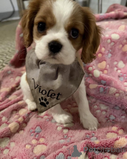 Photo №1. cavalier king charles spaniel - for sale in the city of ALAVUS | 568$ | Announcement № 169612