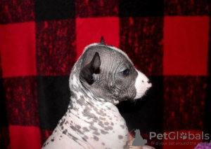 Photo №2 to announcement № 8067 for the sale of mexican hairless dog - buy in Russian Federation private announcement