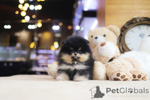 Photo №3. Dean Janet Kay puppies house. United States