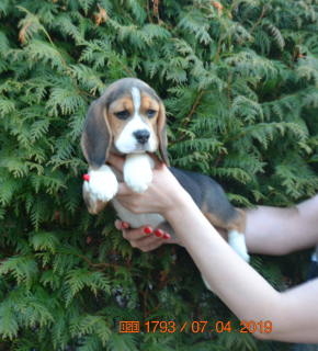 Photo №4. I will sell beagle in the city of Dmitrov. from nursery - price - 550$