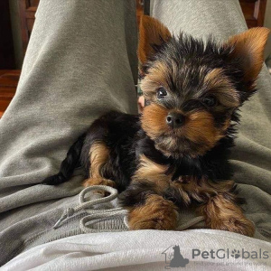 Photo №1. yorkshire terrier - for sale in the city of Ljubljana | negotiated | Announcement № 85268