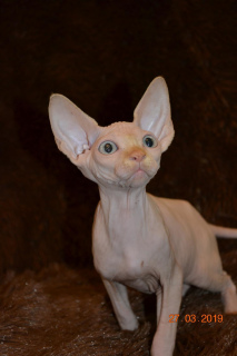 Additional photos: Sale of Sphynx kittens from the nursery!