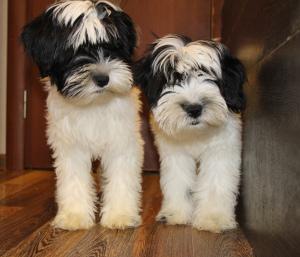 Photo №4. I will sell tibetan terrier in the city of St. Petersburg. private announcement - price - 200$