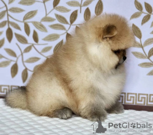 Additional photos: Pomeranian Spitz for sale