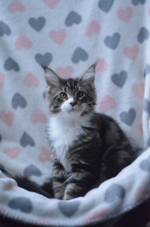 Photo №1. maine coon - for sale in the city of St. Petersburg | 406$ | Announcement № 4077