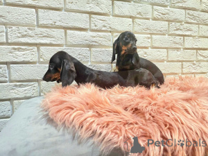 Photo №2 to announcement № 160174 for the sale of dachshund - buy in Germany private announcement