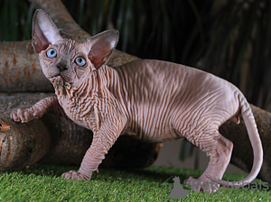 Photo №2 to announcement № 11056 for the sale of sphynx-katze - buy in Ukraine from nursery, breeder