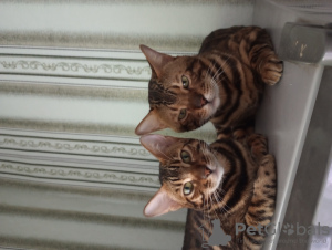 Photo №4. I will sell bengal cat in the city of Баку. breeder - price - negotiated