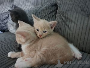 Photo №1. ragdoll - for sale in the city of Berlin | 206$ | Announcement № 160204