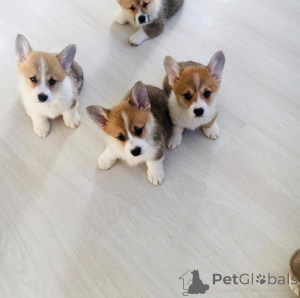 Photo №1. coton de tulear - for sale in the city of Amsterdam | 516$ | Announcement № 160920