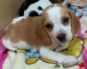 Photo №3. Beagle Puppies.. Denmark