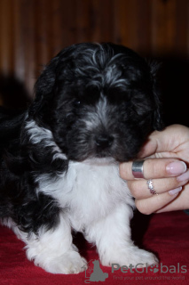 Photo №2 to announcement № 13644 for the sale of havanese dog - buy in Russian Federation from nursery