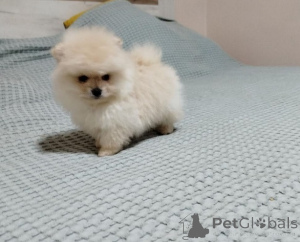 Photo №2 to announcement № 156512 for the sale of pomeranian - buy in Serbia breeder