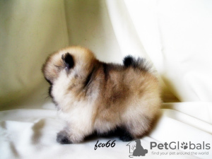 Photo №2 to announcement № 7827 for the sale of pomeranian - buy in Russian Federation breeder