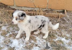 Photo №2 to announcement № 165555 for the sale of border collie - buy in United Kingdom private announcement, breeder