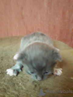 Photo №3. Kittens for sale, 1 month old, from a Scottish Fold. Russian Federation