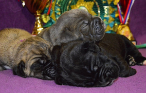 Photo №2 to announcement № 5475 for the sale of cane corso - buy in Russian Federation from nursery, breeder