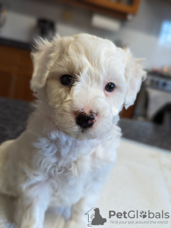 Photo №1. maltese dog - for sale in the city of Charlotte | 410$ | Announcement № 83630