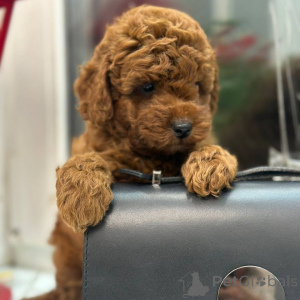 Photo №1. maltipu - for sale in the city of Bielefeld | 2890$ | Announcement № 164541