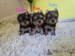 Photo №1. yorkshire terrier - for sale in the city of Zrenjanin | negotiated | Announcement № 175018