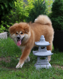 Photo №2 to announcement № 2838 for the sale of akita - buy in Belarus from nursery, breeder