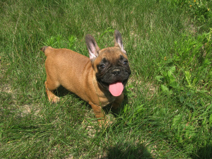 Photo №3. French bulldog girl. Ukraine