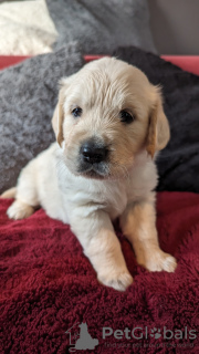 Additional photos: GOLDEN RETRIEVER PUPPIES