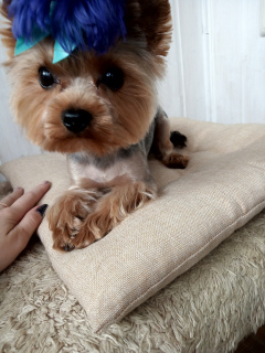 Photo №1. Mating service - breed: yorkshire terrier. Price - 19$